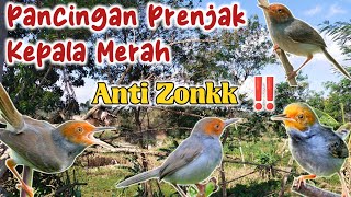 Mp3 Suara Pikat Prenjak Kepala Merah Terbaru 2024 Anti Zonkk‼️