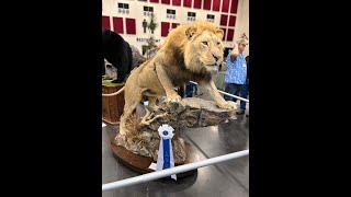 Taxidermy World Show 2022 Walk Through