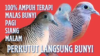 Suara Pancingan Perkutut Lokal Gacor Suara Paling disukai Memancing Perkutut lain Langsung NYAUT