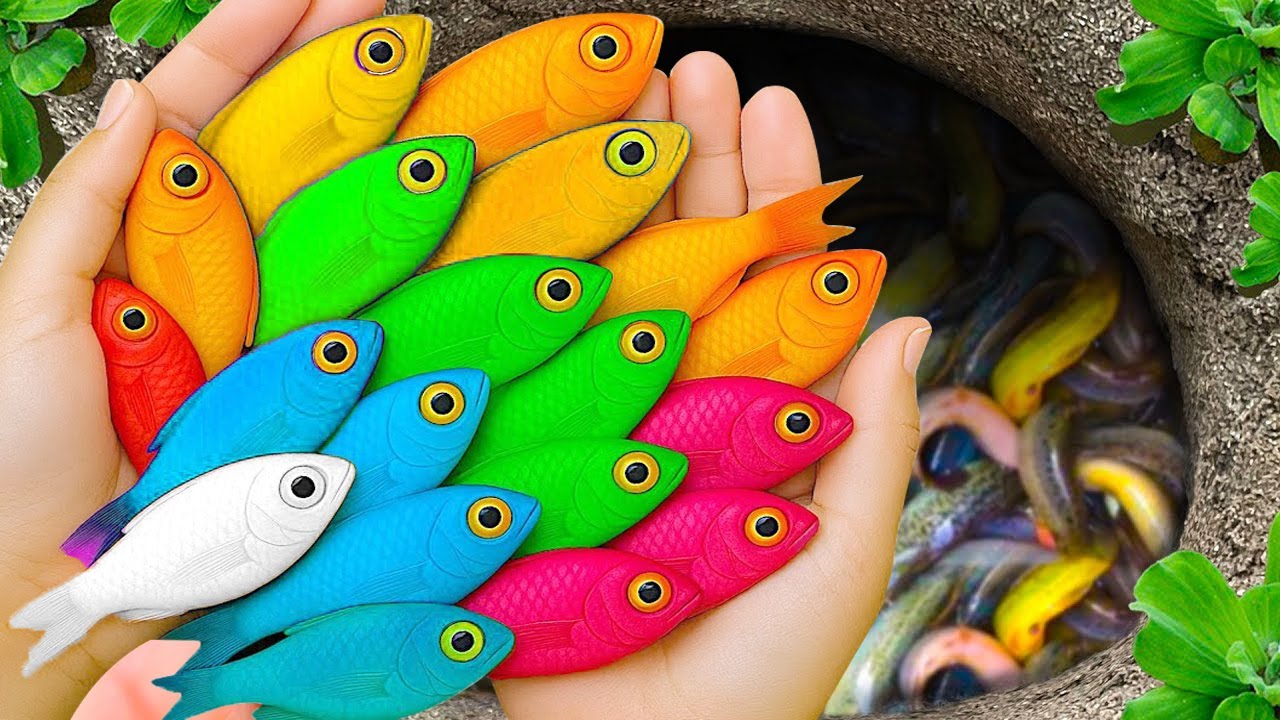 Поймайте красивых аквариумных рыбок в небольшом пруду: детенышей черепах, угрей, кои, парусников,...