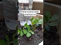 automatic plant waterer #tricks #tutorial #diy