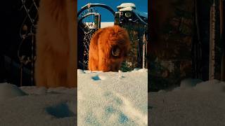 ये 5 कुत्ते की आवाज सुनकर आप भागने पे मजबूर हो जाओगे #facts #top5dangerousdogbreeds #agrassivevoice