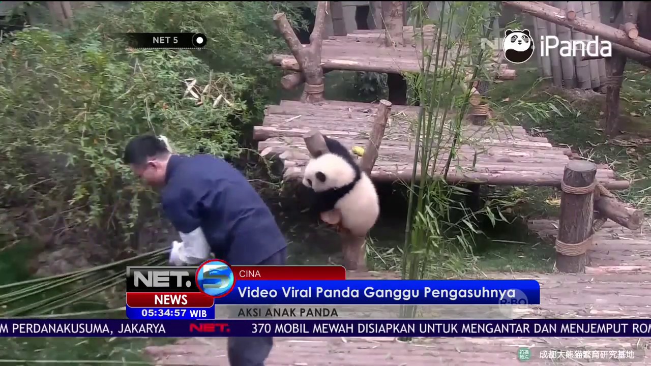 Video Viral Panda Lucu Yang Menggangu Pengasuhnya NET5 YouTube