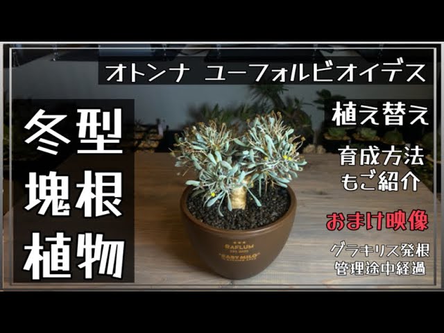 file68 【オトンナ 】【ユーフォルビオイデス】の植え替え【冬型塊根