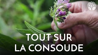 Tout sur la grande consoude !