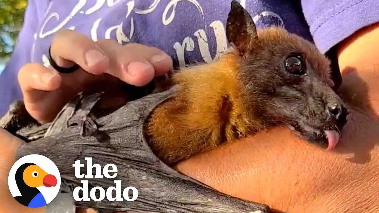 'He's Cranky': Rescued Bat Enjoys Banana