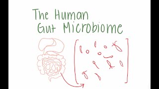 The Human Gut Microbiome | Iris the Biology Tutor