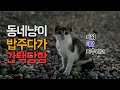 집사로 간택 당하는 게 이런 거군요? - 애교폭탄 길냥이 꽁치 입양 스토리