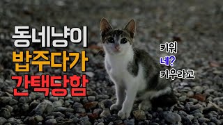 집사로 간택 당하는 게 이런 거군요?  애교폭탄 길냥이 꽁치 입양 스토리