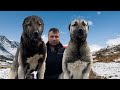 DAĞLAR’DA UNUTULAN MUHTEŞEM KANGAL KÖPEKLERİ ~ BU KADAR İYİSİ ZOR BULUNUR !!!