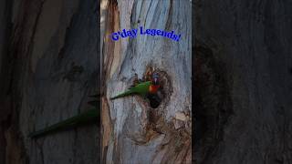 Rainbow Lorikeet interesting facts...!💙