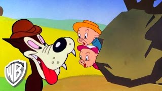 Looney Tunes | Pigs in Polka