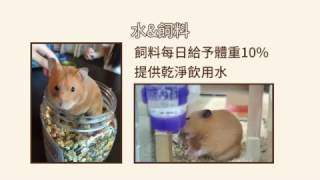 【愛鼠協會】倉鼠飼養小知識