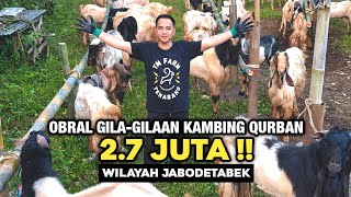 TERMURAH SE JABODETABEK !! KAMBING QURBAN BERKUALITAS LUDES RATUSAN EKOR TIAP TAHUN - H.TITO TM FARM
