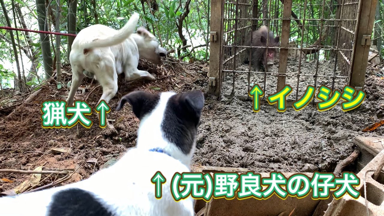 元 野良犬の仔犬に箱罠にかかったイノシシをあててみた結果 Youtube 元 野良犬の仔犬に箱罠にかかったイノシシをあててみた結果 Youtube