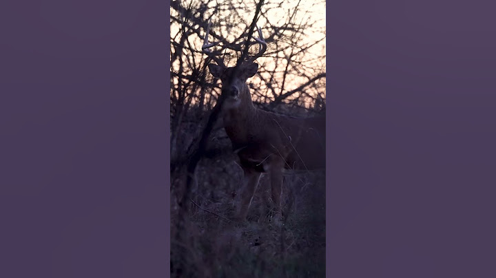 On The Ground With A Redemption Shot!