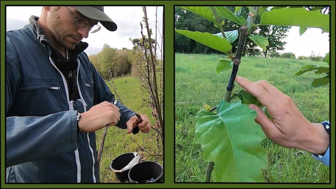 La greffe du châtaignier de A à Z 🌳 Greffer à « l’anglaise compliquée » + greffage « en flûte »