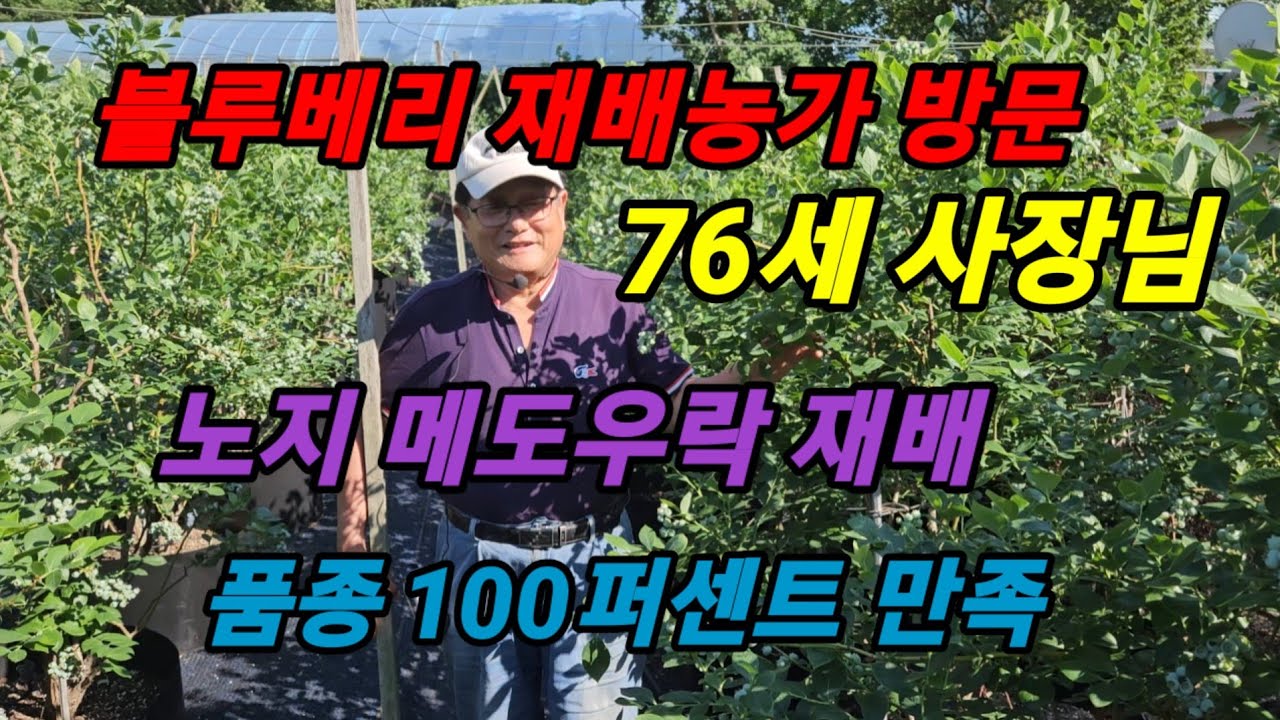 블루베리 메도우락 재배농가 76세 농장방문 #메도우락 전문농장육성 #메도우락 묘목판매(010  8895  4161)