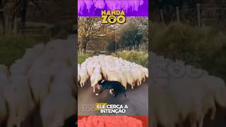 A Inteligência ABSURDA desse Border Collie ASSUSTA! 🐕🧠 #cachorro #shorts #animais