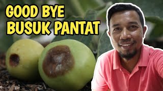Cara Mencegah Busuk Pantat Pada Buah Tomat Blosoom End Root