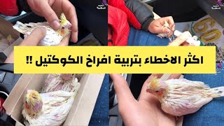 افراخ الكوكتيل وعنايتها والتعامل معها بهذا العمر واهم الاغذية