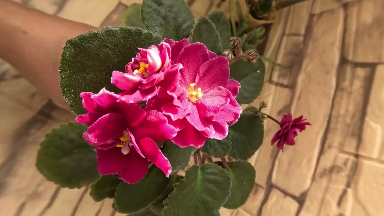 Фиалки ВерхоОвного 19.10.25г