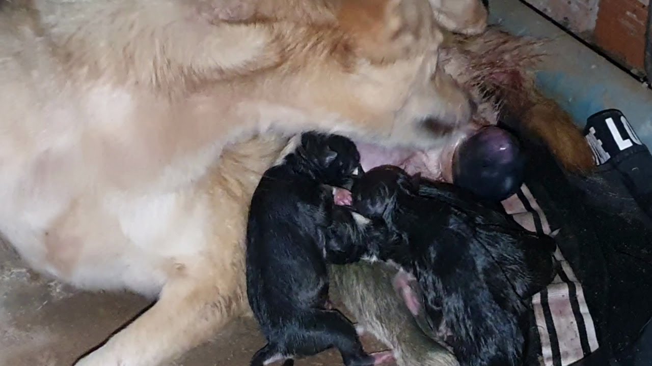 How is the dog giving birth || #1917 Nature Show - YouTube