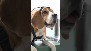 Can Dogs Transform Cancer Screenings?