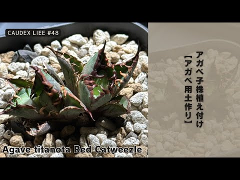 CAUDEX LIFE #48】アガベ 子株植え付け｜アガベ用土作り - YouTube