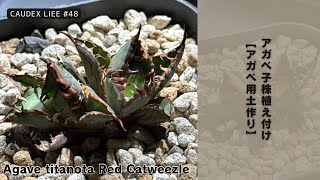 【CAUDEX LIFE #48】アガベ 子株植え付け｜アガベ用土作り