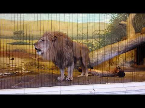 EPIC, Up-close Lion's Roar
