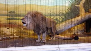 Epic, Up-Close Lions Roar