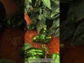 The Secret to Growing Perfect Jalapeños at Home