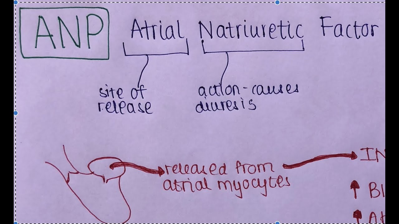 What Is ANP Atrial Natriuretic Peptide And BNP B Type Natriuretic what-is-anp-atrial-natriuretic-peptide-and-bnp-b-type-natriuretic