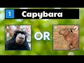 Can You Name These Animals That Start With C? | Guess The Animal Name