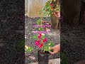 ##gardenflowers #flowersinthegarden #gardening