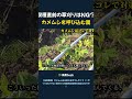 収穫直前の草刈りはNG? カメムシを呼び込む罠