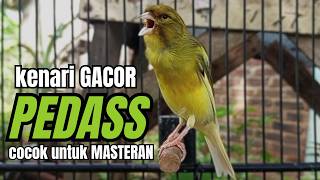 Masteran KENARI GACOR ngeroll panjang,Cuit Cuit Emosi AMPUH bikin kenari nyaut ,Masteran MURAI BATU