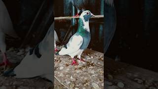 pigeon attitude ??|| King||?pigeonshortshortsfeedattitude  viral youtubeshorts