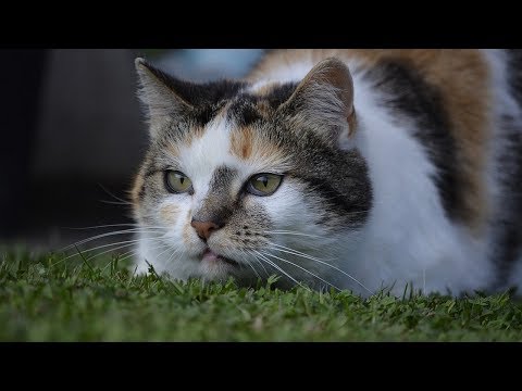 Wie man eine Katze versenden - Versand mit einer Fluggesellschaft