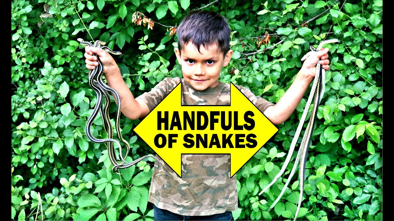 camera iphone 8 plus apk HANDFULS OF SNAKES!!!