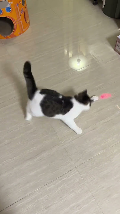 Laser pointer #cat #petkit #petsupplies