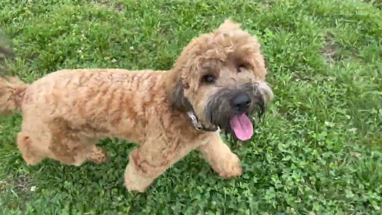Dog Park Mabel off the Table Mabel The Whoodle YouTube