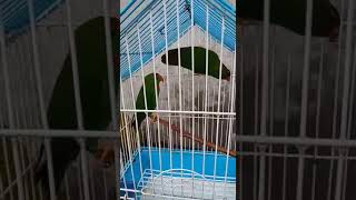 hanging parrot