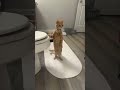 Top Funniest Gorilla and Cat Compilation You Will Love To Watch Till The End 🤭🤣❤️ #gorilla #silver