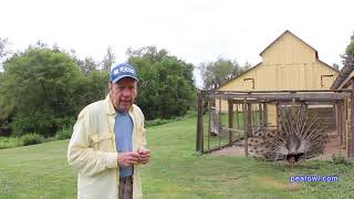 Famous Colors of Peacocks (peafowl) , Peacock Minute, peafowl.com Net Worth