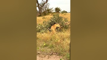 Leopard vs Lioness fight & fall down a tree | the full story | Londolozi | Kruger | amazing safari