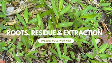 Roots, Residue & Extraction - Weeds Pulling! #88
