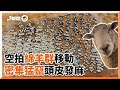 大師空拍綿羊開飯瞬間　病毒式狂奔進餐廳｜動物｜羊群｜以色列｜精選影片