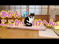 【ねこ動画】ねこ「あかん、ここから動けへん……」